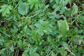 green wild plants