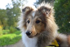 Dog Bitch Shetland Sheepdog Pup