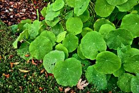 Petunia Plant Leaves