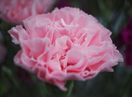 Pink Flower Bloom