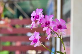 pink beautiful flowers outside the house