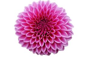 lovely pink dahia