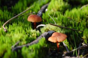mushrooms in the spring forest