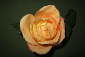 a gorgeous rose in the room