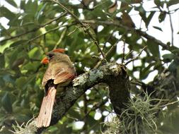 Bird Tree Wildlife Female