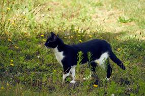 Domestic Cat Feline on field