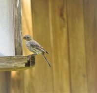 Bird Brown And Tan