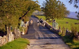 Pasture Road Autumn The European