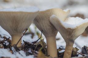mushrooms in the snow in the forest
