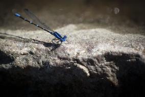 blue dragonfly under the sun