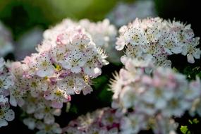 cute little flowers
