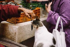 People and Market Animals