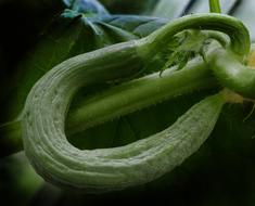 rolled up ripe cucumber