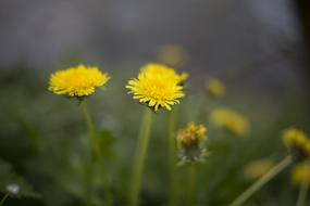 yellow dandelions on a stalk is a beauty.