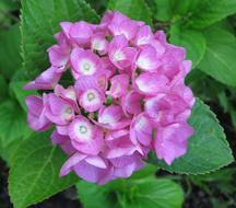 pink flower bud with green leaves