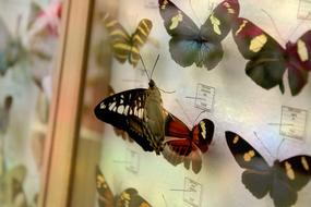 butterflies on the wall
