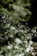 Nature Plants Green