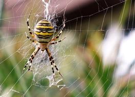 poisonous spider on the web