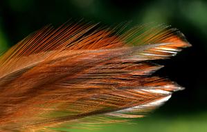 orange Feather Plumage