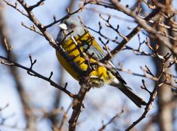 Bird Nature