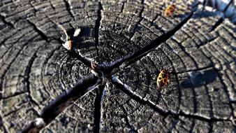 Trunk Tree Beetle