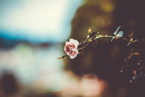 Flower Bloom Petal