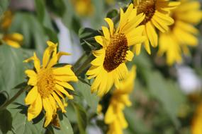 lovely yellow flowers
