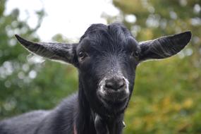 Goat Black White Young