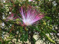 wild fluffy tree plant