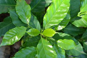 green leaves by the house