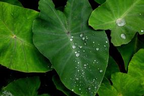 Green Leaf Water
