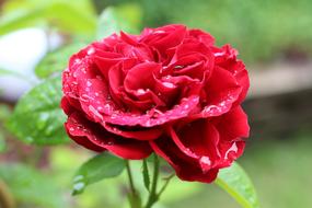 Rose Flower Plant