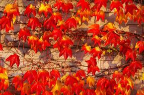 Golden Autumn Fall Foliage tree