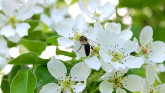 bushes with white flowers and a bee