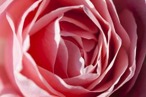 rosebud petals