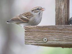 Bird Cute