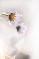 white daisy in bluer