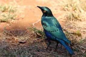 Starling Blue Bird