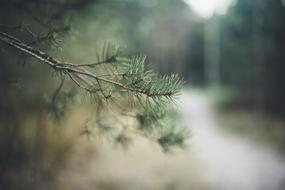 thorn in the side of the road