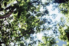 forest leaves tree view