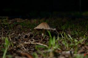 Mushroom Fungi Nature