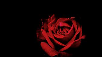 red rose on a black background beautiful