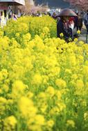 yellow and Green Leaves in Garden