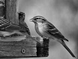 Bird Black And White