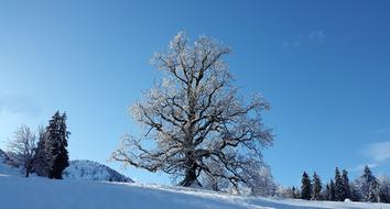 white tree against the clouds