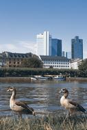 Entirely Frankfurt River birds