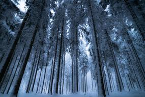 snowy Trees in Forest