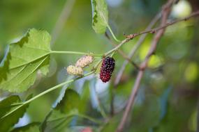 Mulberry Nature