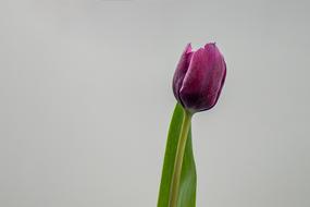 purple tulip against the sky