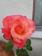 red flower on white background